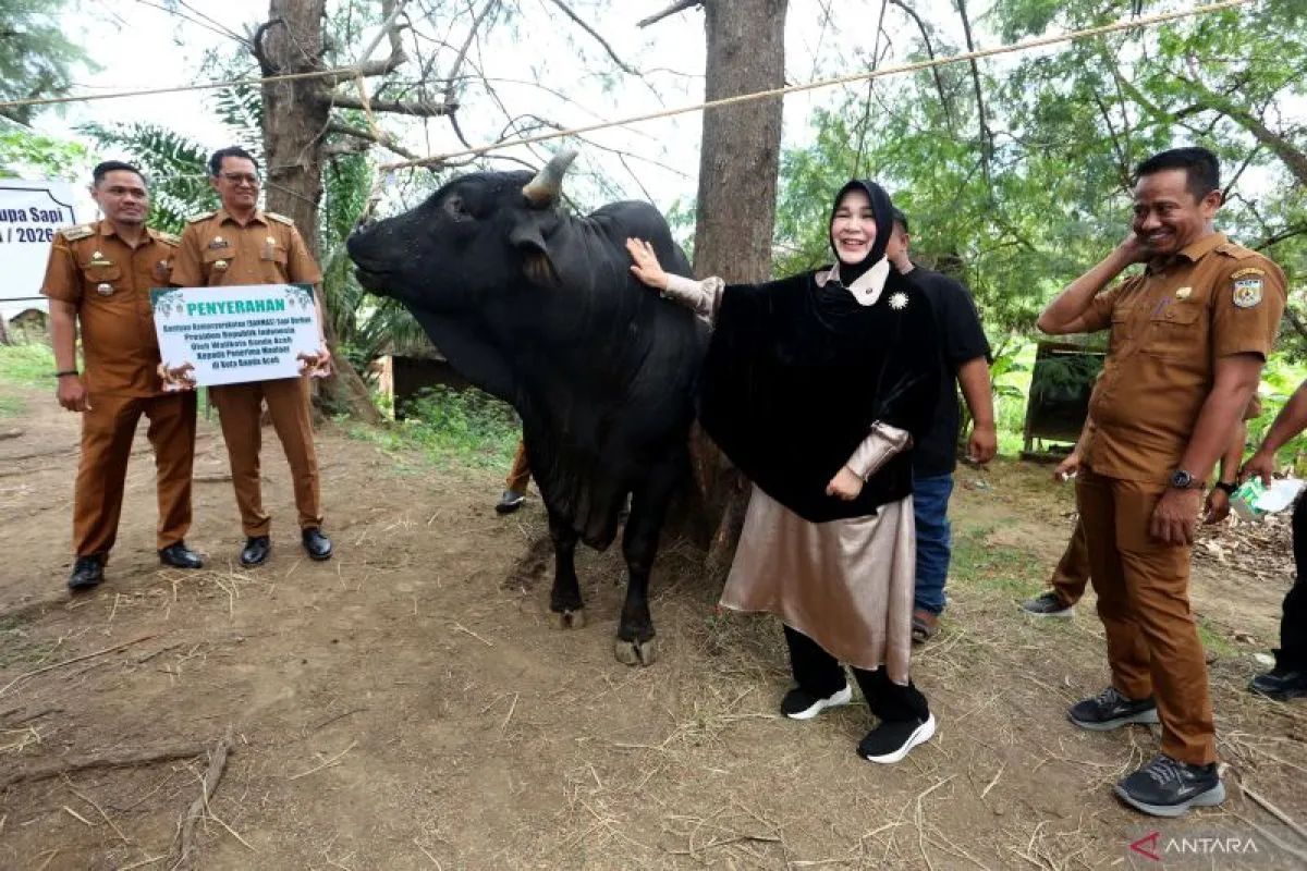 Menengok Penampakan Sapi Kurban Bantuan Presiden Prabowo di Banda Aceh